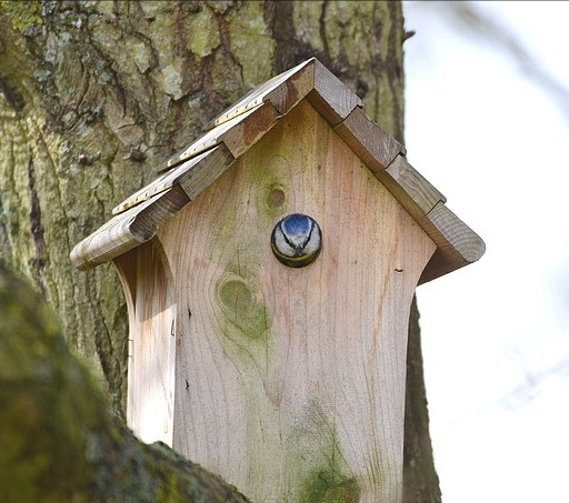 Nichoir Refuge LPO et mésange bleue © Valérie Bruneau Querey